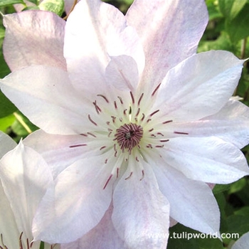 Clematis 'Tracy Lee' 