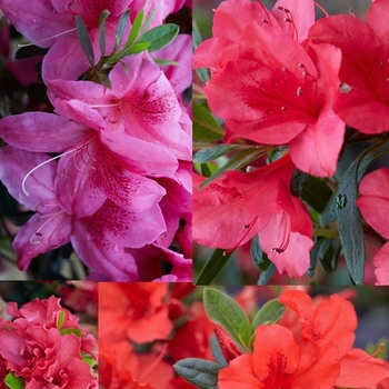 Rhododendron 'Series' 