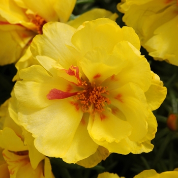 Portulaca grandiflora 'Lemon' 