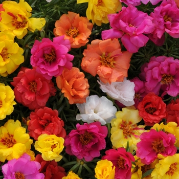 Portulaca grandiflora 'Mix' 