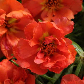 Portulaca grandiflora 'Orange' 