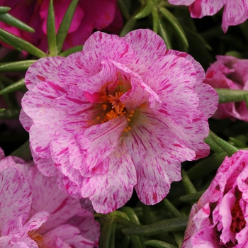 Portulaca grandiflora 'Peppermint' 