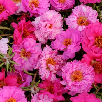 Portulaca grandiflora 'Pink Passion Mixture' 