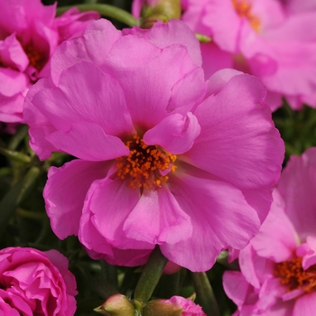 Portulaca grandiflora 'Rosita' 