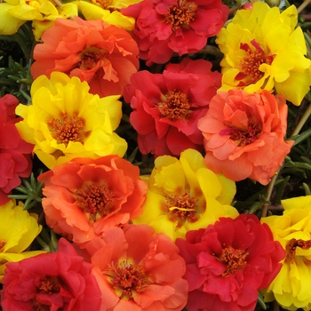 Portulaca grandiflora 'Tropical Mix' 