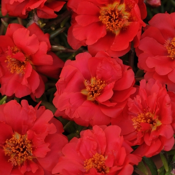 Portulaca grandiflora 'Deep Red' 
