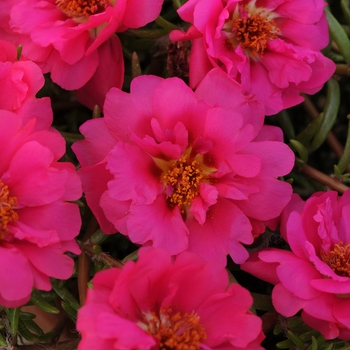 Portulaca grandiflora 'Fuchsia' 