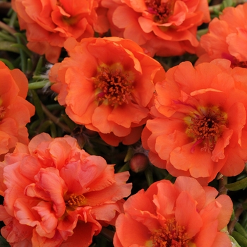 Portulaca grandiflora 'Orange' 