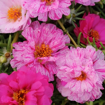 Portulaca grandiflora 'Peppermint' 