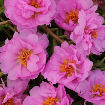 Portulaca grandiflora 'Pink' 
