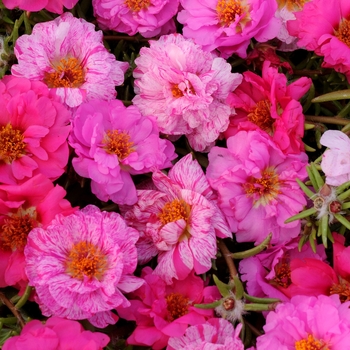 Portulaca grandiflora 'Pink Passion Mixture' 