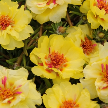 Portulaca grandiflora 'Primrose' 