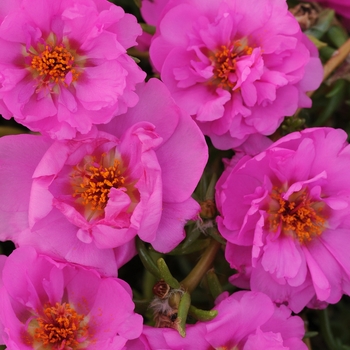 Portulaca grandiflora 'Rosita' 