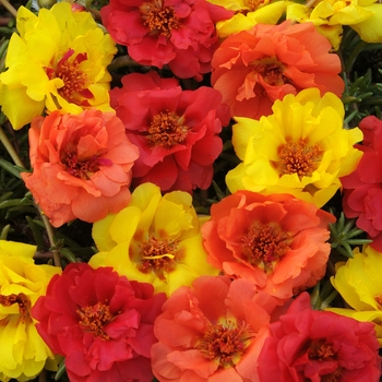 Portulaca grandiflora 'Tropical Mixture' 