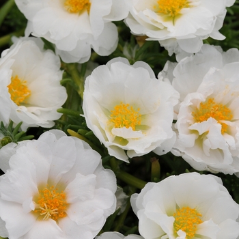 Portulaca grandiflora 'White' 