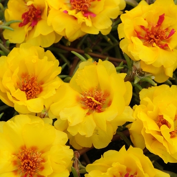 Portulaca grandiflora 'Yellow' 