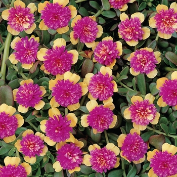 Portulaca grandiflora 'Cinderella' 