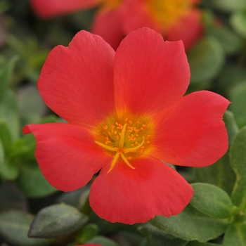 Portulaca grandiflora PortoGrande™ 'Scarlet'