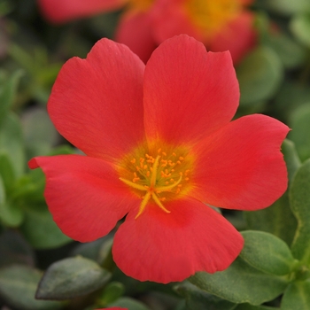 Portulaca oleracea 'Scarlet' 