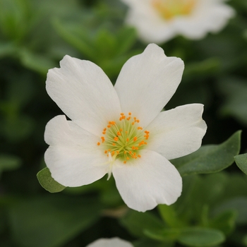 Portulaca oleracea RioGrande™ 'White'