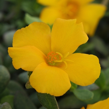 Portulaca oleracea 'Yellow' 