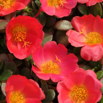 Portulaca oleracea 'Toucan Scarlet Shades' 