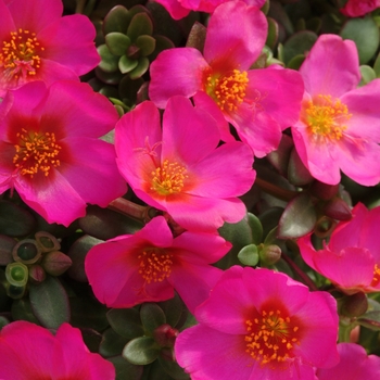 Portulaca oleracea 'Toucan Fuchsia' 