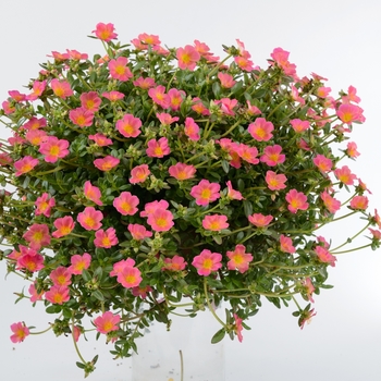 Portulaca oleracea 'Pink Glow' 