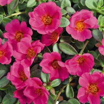 Portulaca oleracea 'Grape Jelly' 