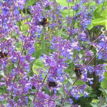 Nepeta racemosa