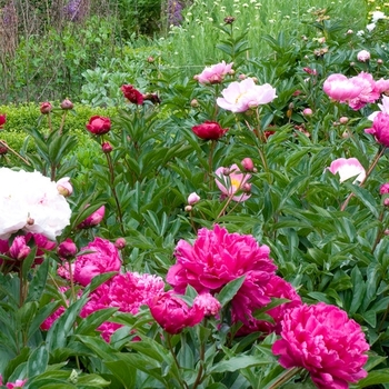 Paeonia lactiflora