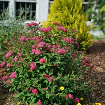 Spiraea 'NCSX2' PP30953, Can PBRAF