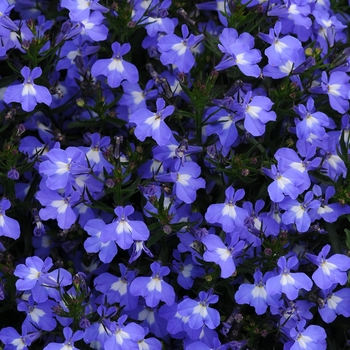 Lobelia 'Sky Blue' 