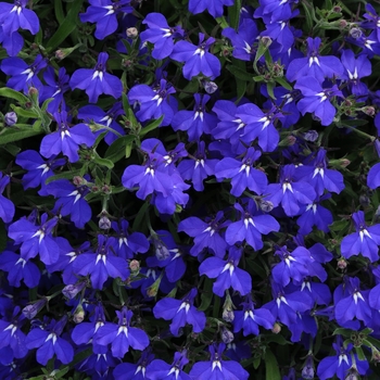 Lobelia 'Dark Blue' 