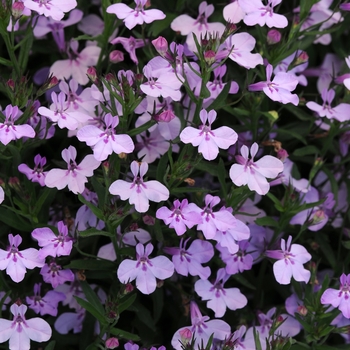 Lobelia Early Springs™ 'Lavender Pink'