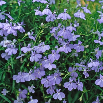 Lobelia erinus 'Blue' 