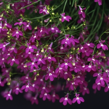 Lobelia erinus 'Crimson' 