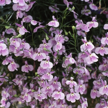 Lobelia erinus Fountain 'Lilac'