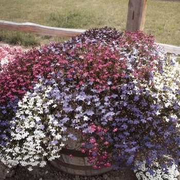 Lobelia erinus 'Mix' 