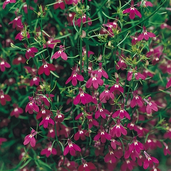 Lobelia erinus Fountain 'Rose'