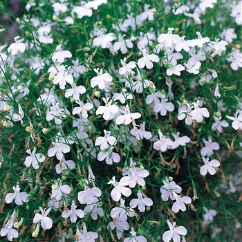 Lobelia erinus Fountain 'White'