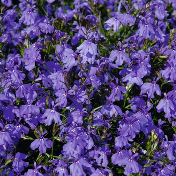 Lobelia erinus 'Basket Dark Blue' 