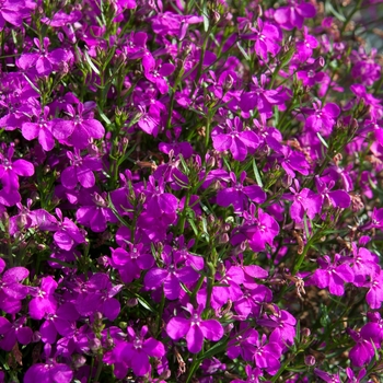 Lobelia erinus 'Basket Dark Purple' 