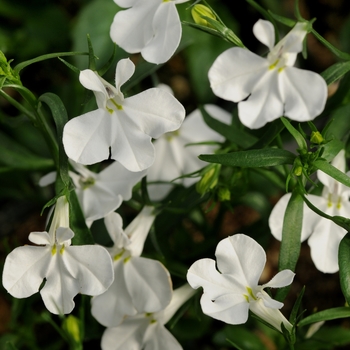 Lobelia erinus Magadi™ 'Basket White'