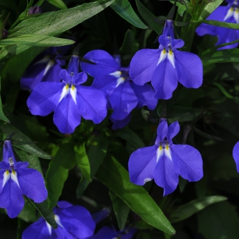 Lobelia erinus Magadi™ 'Blue'