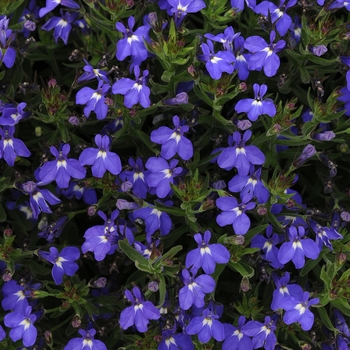 Lobelia erinus 'Compact Blue' 