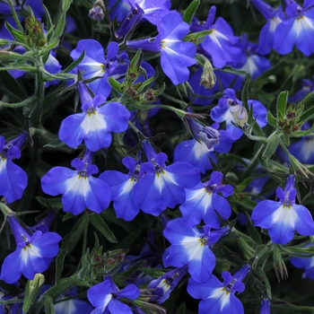 Lobelia erinus 'Compact Blue + Eye' 