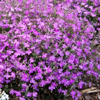 Lobelia erinus Magadi™ 'Compact Lavender'