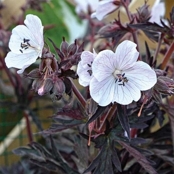 Geranium pratense 'Purple Ghost' 