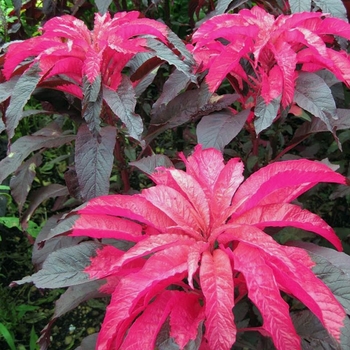 Amaranthus tricolor 'Early Splendor' 